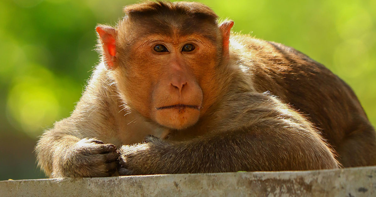 2 Days Golden Monkey Trekking