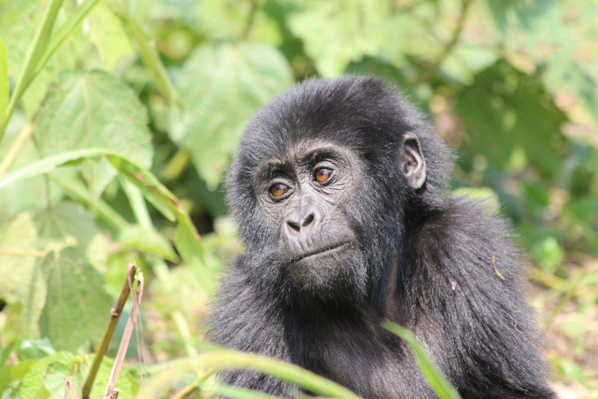 4 Days Gorilla Trek Uganda & Habituation