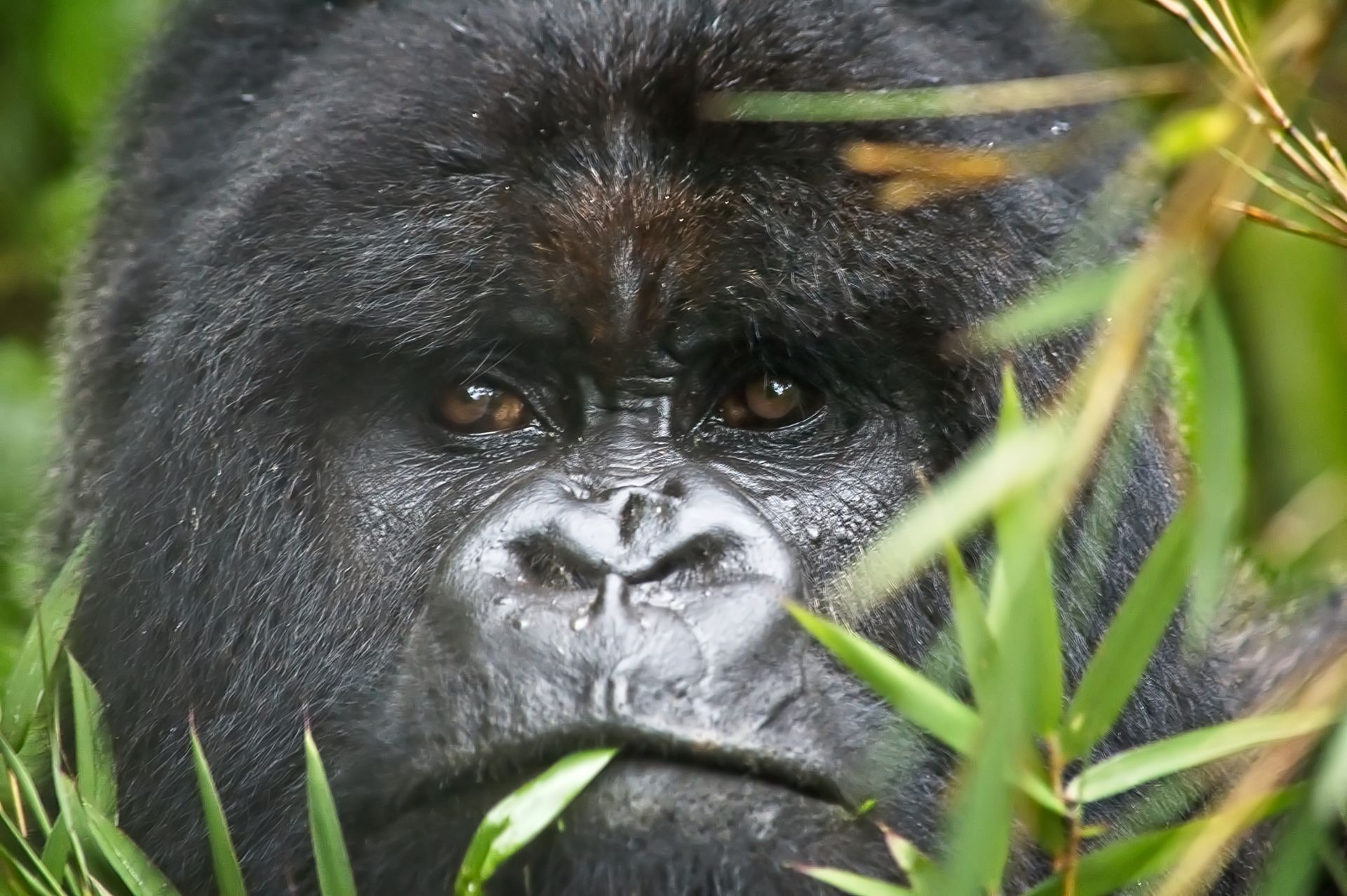 3 Days Rwanda Safaris