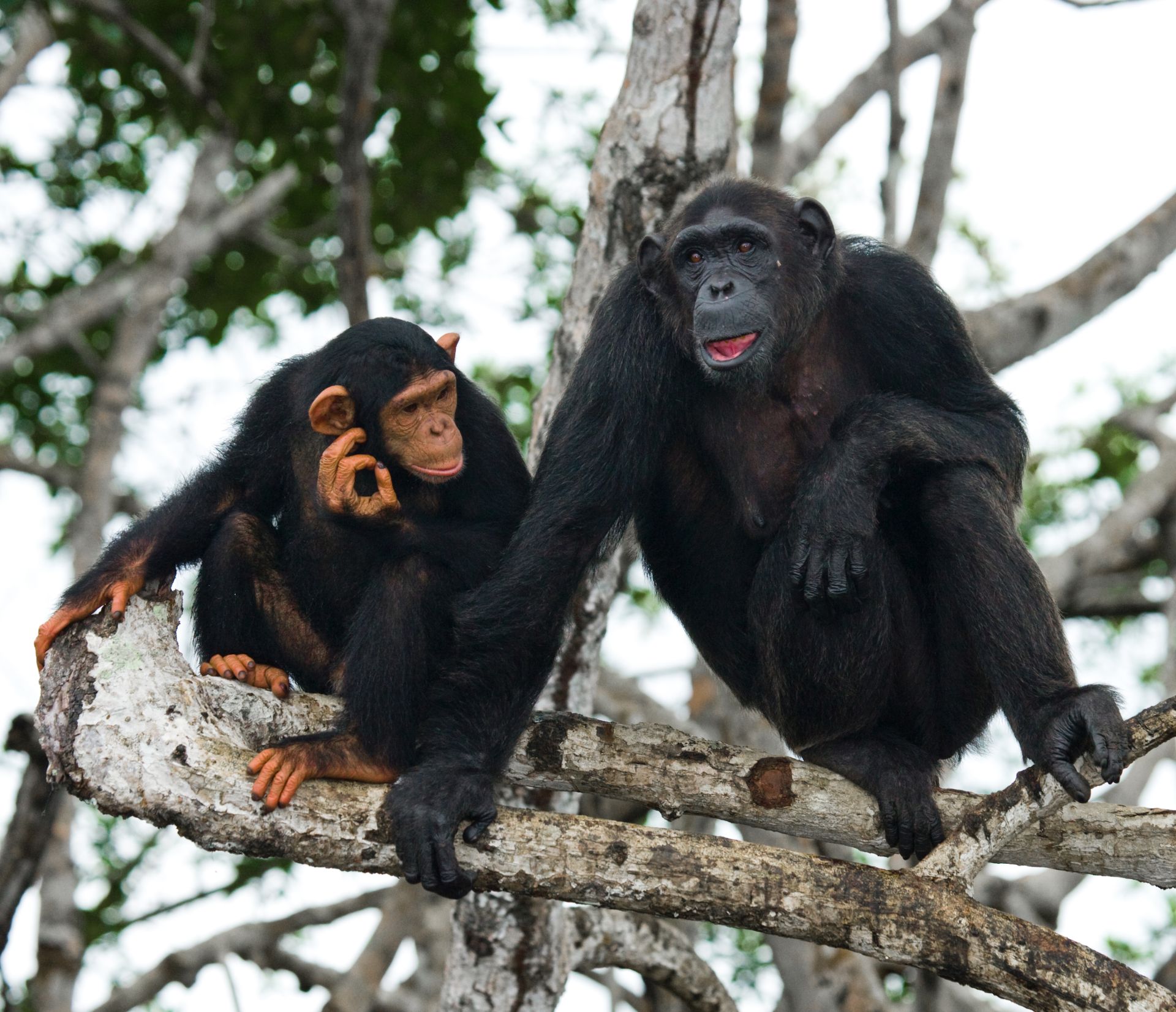 8 Days Gorilla Safari Rwanda