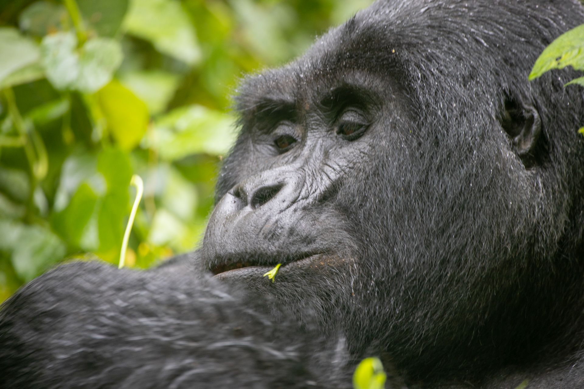4 Days Rwanda Gorillas & Golden Monkey